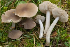 Dermoloma cuneifolium