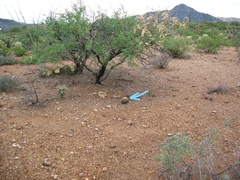 Coryphantha robustispina robustispina
