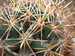 Coryphantha robustispina robustispina