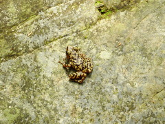 Eleutherodactylus longipes