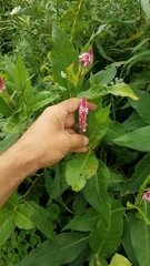 Persicaria amphibia emersa