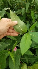Persicaria amphibia emersa