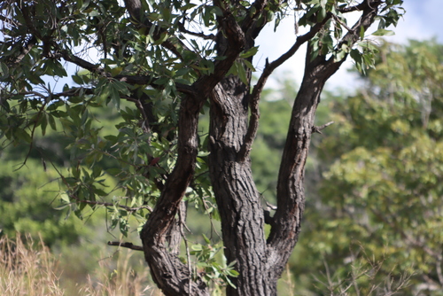 Image of Faurea rochetiana by (c) Tony Rebelo, some rights reserved (CC BY-SA)