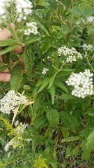 Eupatorium serotinum