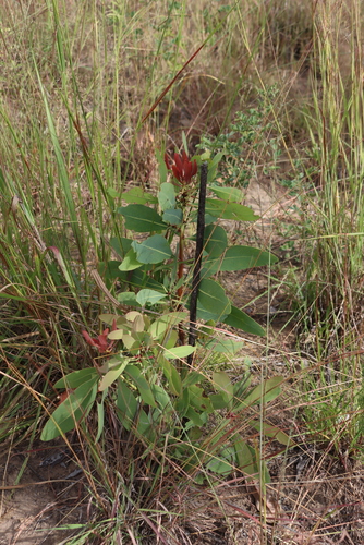 Angolan protea (Protea angolensis)