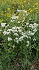 Eupatorium serotinum