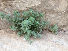 Parietaria judaica