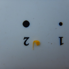 Erysimum inconspicuum