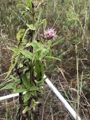 Eupatoriinae
