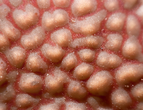 Lithops hallii var. ochracea (de Boer) D.T.Cole 4