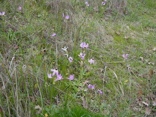 iNaturalist observation photo of Padre's Shooting Star