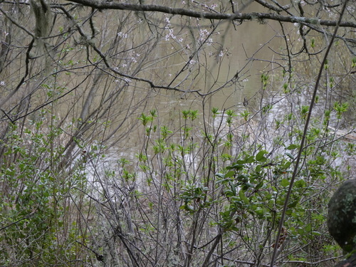 iNaturalist observation photo of California buckeye