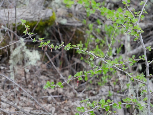 iNaturalist observation photo of hillside gooseberry