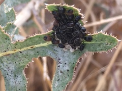 Paropsisterna m-fuscum