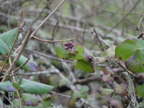 iNaturalist observation photo of Pink Honeysuckle