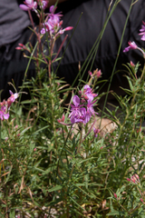 Chamaenerion colchicum