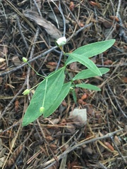 Moehringia macrophylla