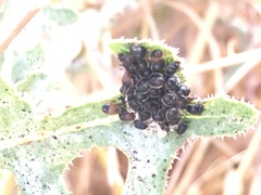 Paropsisterna m-fuscum