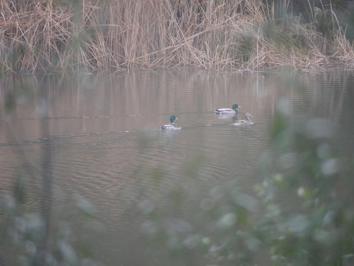iNaturalist observation photo of Mallard