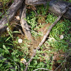 Erysimum inconspicuum