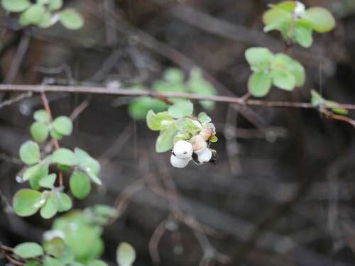 iNaturalist observation photo of Common Snowberry