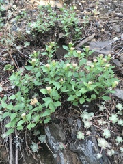 Ageratina shastensis