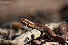 Agkistrodon russeolus