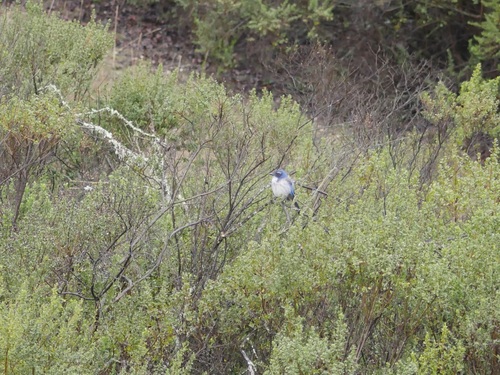 iNaturalist observation photo of California Scrub-Jay