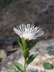 Ageratina shastensis