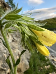 Onosma stellulata