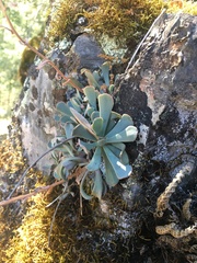 Sedum paradisum