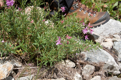 Chamaenerion colchicum