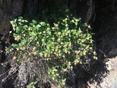 Ageratina shastensis