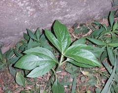 Magnoliopsida