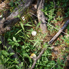 Erysimum inconspicuum