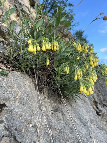 Onosma stellulata, photograph 1