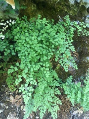 Adiantum shastense
