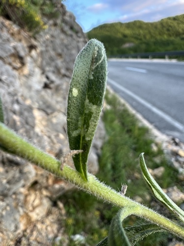 Onosma stellulata, photograph 2