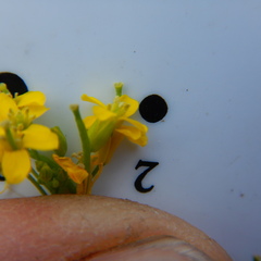 Erysimum inconspicuum