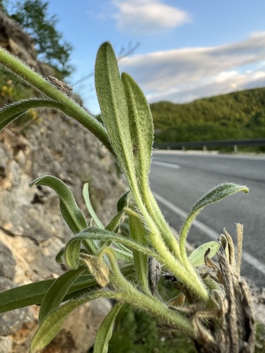 Onosma stellulata, photograph 3