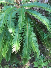 Polystichum imbricans curtum