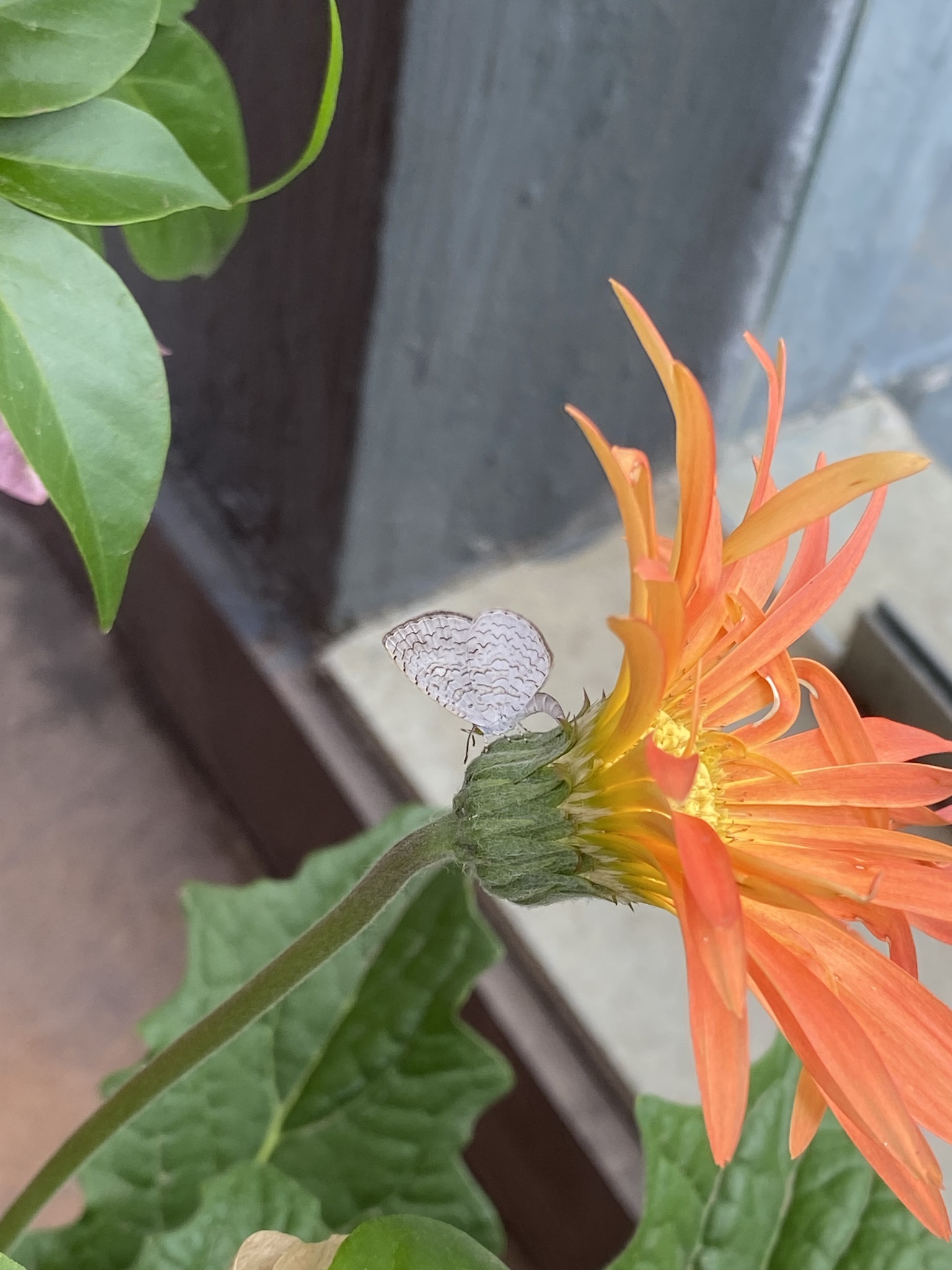 Apefly