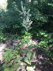 Veratrum insolitum