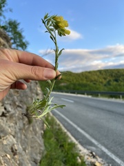 Onosma stellulata, photograph Mirko Ubović, CC0, iNaturalist via GBIF
