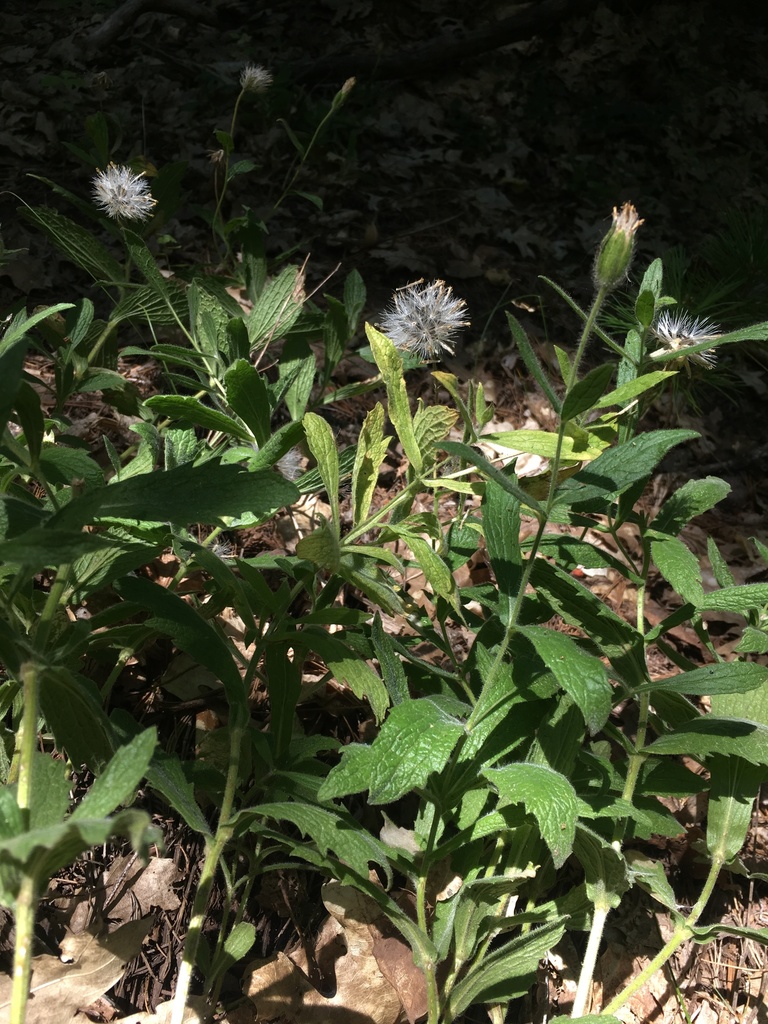 shasta county arnica