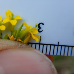 Erysimum inconspicuum