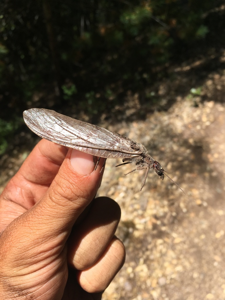 Dysmicohermes ingens