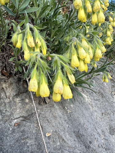 Onosma stellulata, photograph 5