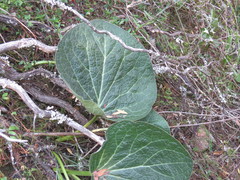 Lichtensteinia latifolia