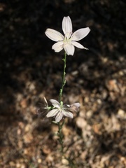 Stephanomeria paniculata